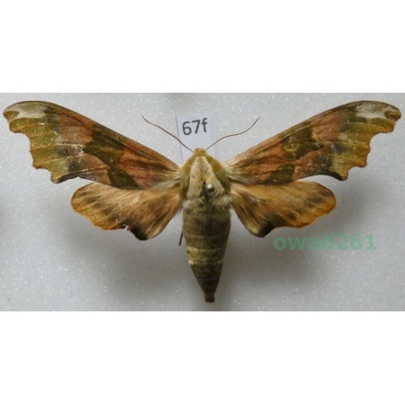 Mimas tiliae (Linnaeus, 1758) Nastrosz lipowiec Poland67f